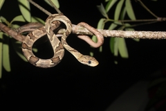 Lesser Sundas Cat Snake photo 2