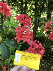 Rhododendron flammeum