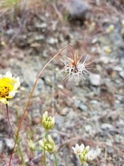 Microseris douglasii douglasii