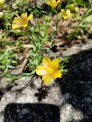 Linum berlandieri