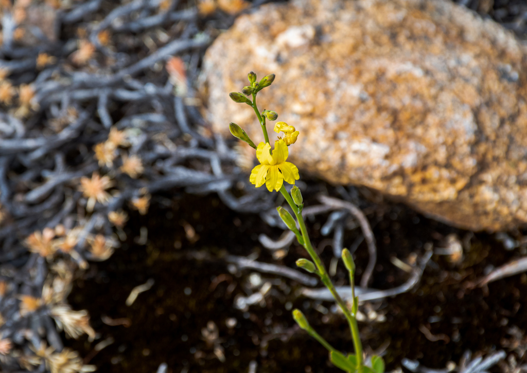 Goodenia quadrilocularis