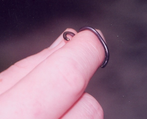 Guyana Blind Snake