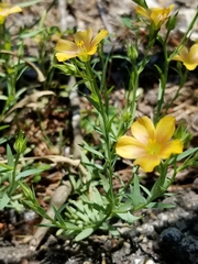 Linum berlandieri