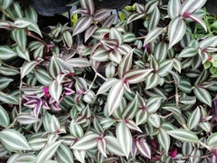 Tradescantia zebrina