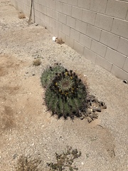 Ferocactus wislizeni