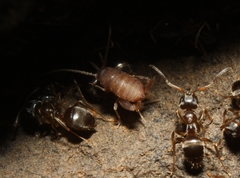 Myrmecophilus pergandei