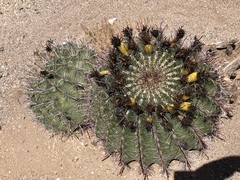 Ferocactus wislizeni