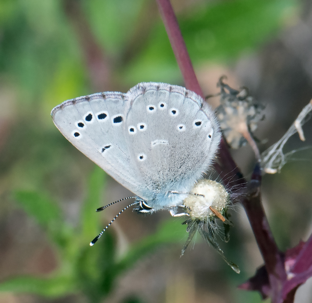 Southern Silvery Blue from Claremont, CA, USA on March 22, 2024 at 04: ...