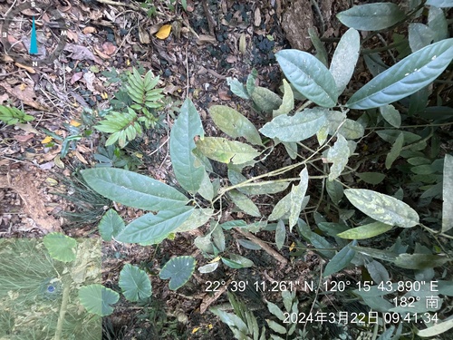 Capparis formosana (Capparis formosana)