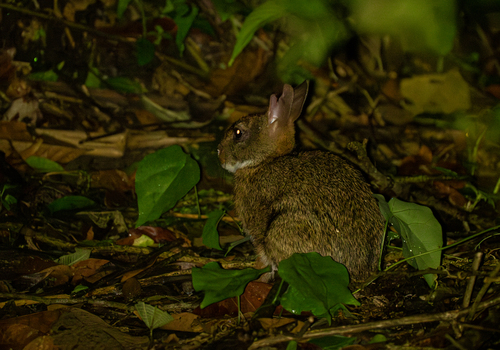Central American Lowland Forest Cottontail