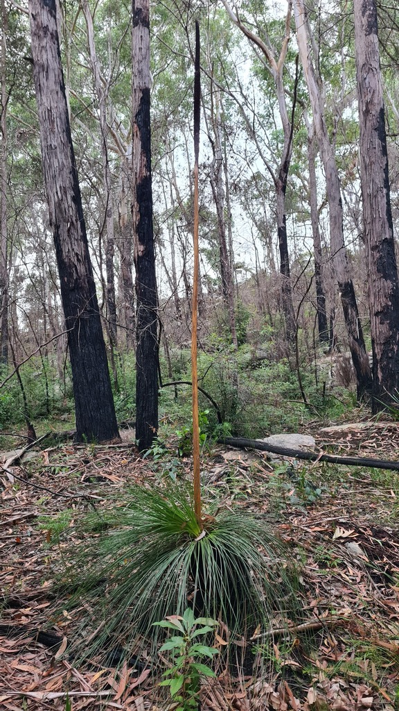 Xanthorrhoea media R.Br. 3