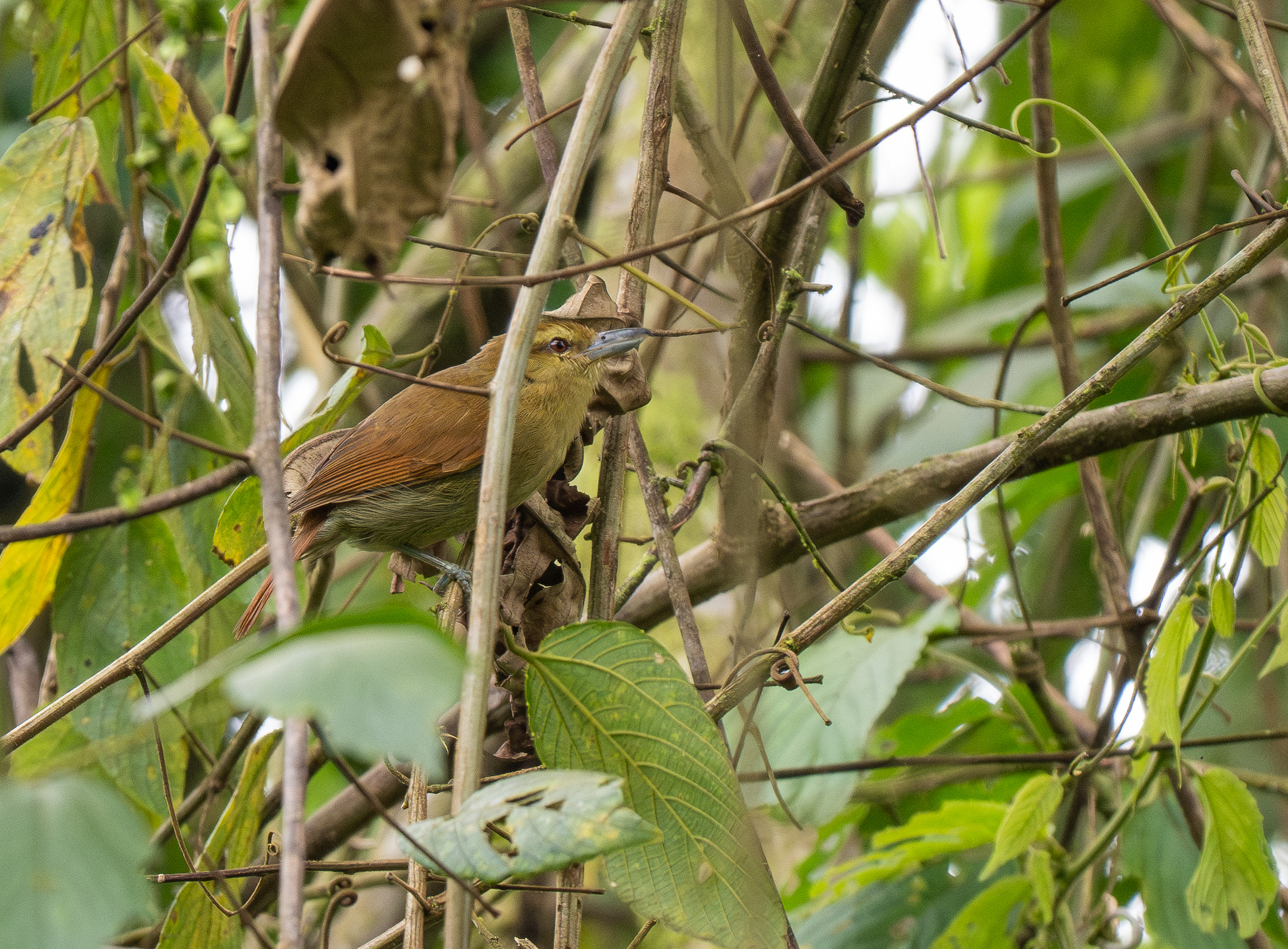 Russet Antshrike (Thamnistes anabatinus), photo 4