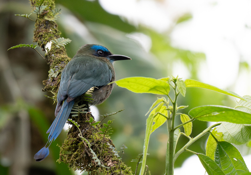 Keel-billed Motmot (Electron carinatum), photo 8