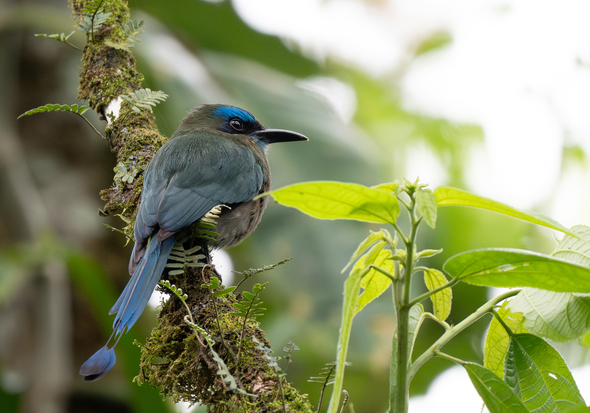 Keel-billed Motmot (Electron carinatum), photo 10