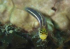 White-Lined Coralblenny photo 3