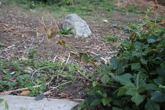 Rhoicissus rhomboidea