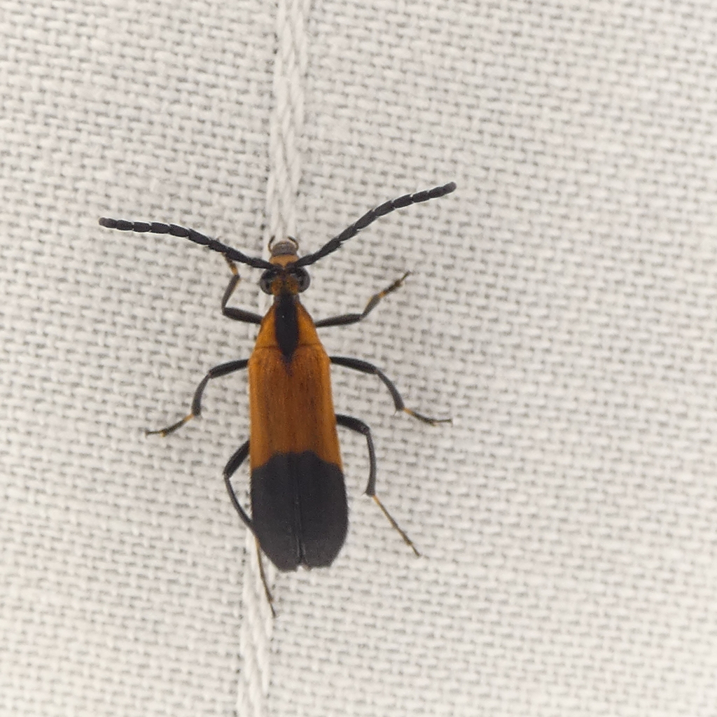 Lycochoriolaus lateralis