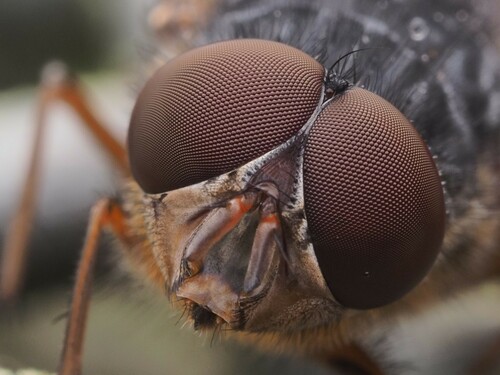 Brown Blowfly photo 3