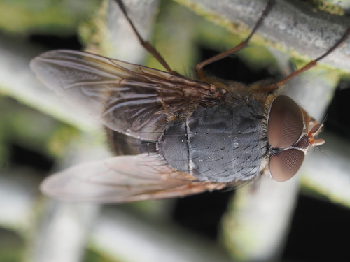 Brown Blowfly photo 4