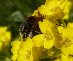 Andrena miserabilis