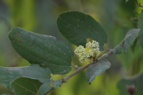 Ziziphus rugosa Lam.