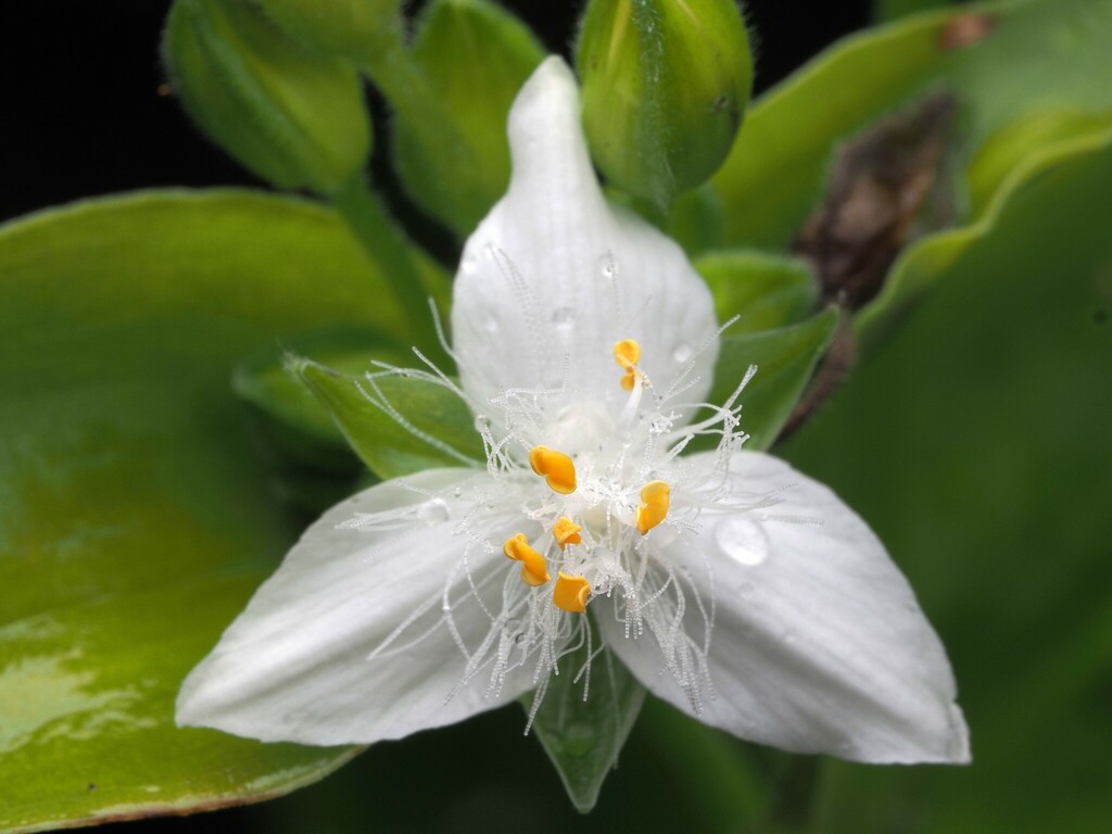 Misère / Éphémère de Rio (Tradescantia fluminensis Vell.)