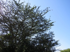 Vachellia robusta clavigera