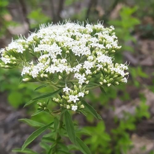 Image of Stevia serrata by (c) Ricardo Betancourt Sánchez, some rights reserved (CC BY)