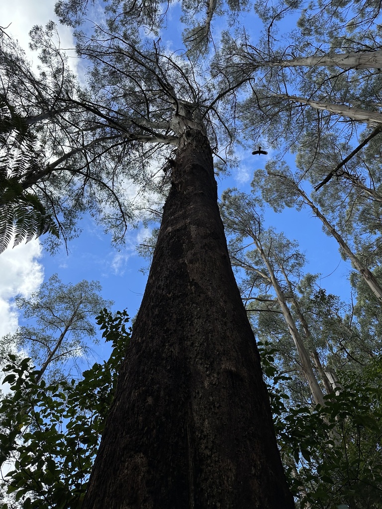 Australian Mountain Ash from Tarra-Bulga National Park, Balook, VIC, AU ...