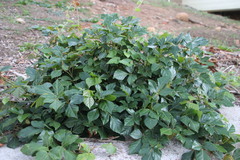 Rhoicissus rhomboidea