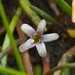 Mudwort - Photo (c) Saryu Mae, some rights reserved (CC BY), uploaded by Saryu Mae
