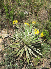 Espeletia corymbosa