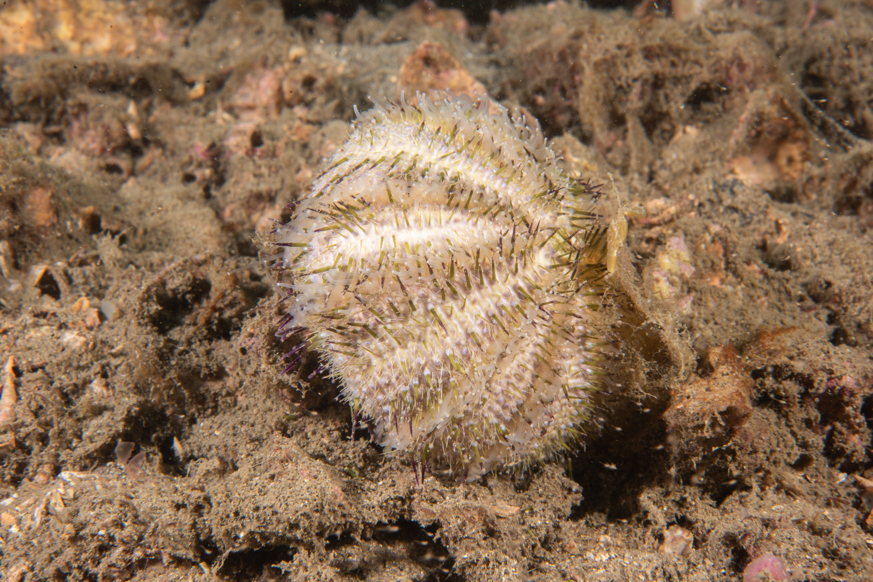 Temnopleurus alexandri