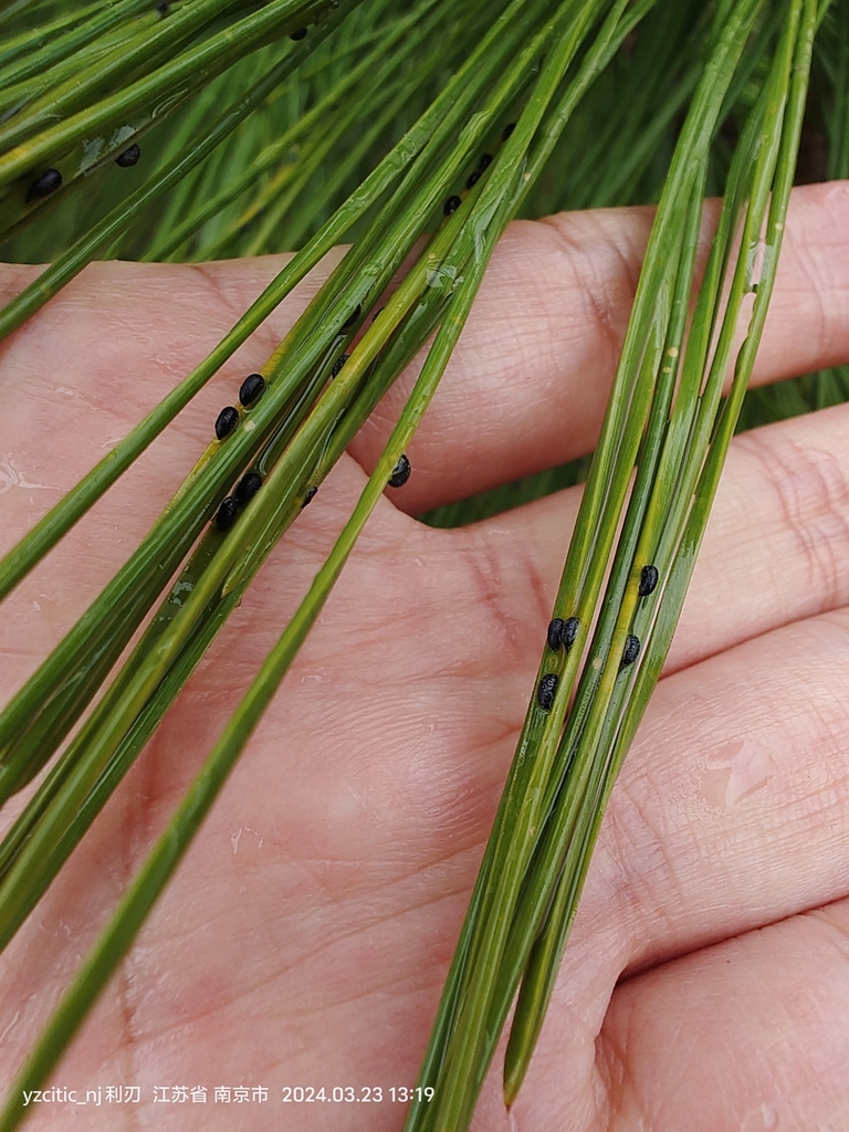 Red Pine Scale