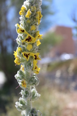 Verbascum boerhavii