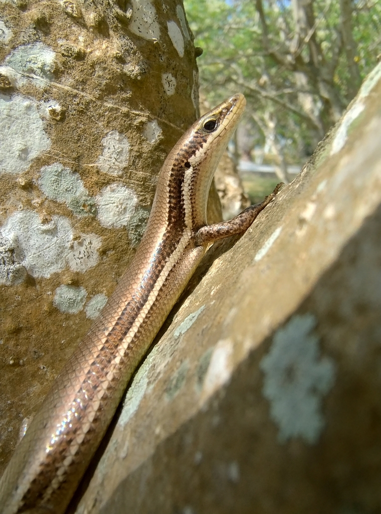 Mayan Skink