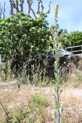 Verbascum boerhavii
