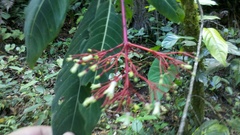 Palicourea macrantha