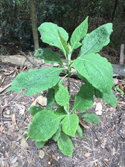 Verbesina crassiramea