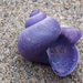 Dwarf Violet Snail - Photo (c) Saryu Mae, some rights reserved (CC BY), uploaded by Saryu Mae