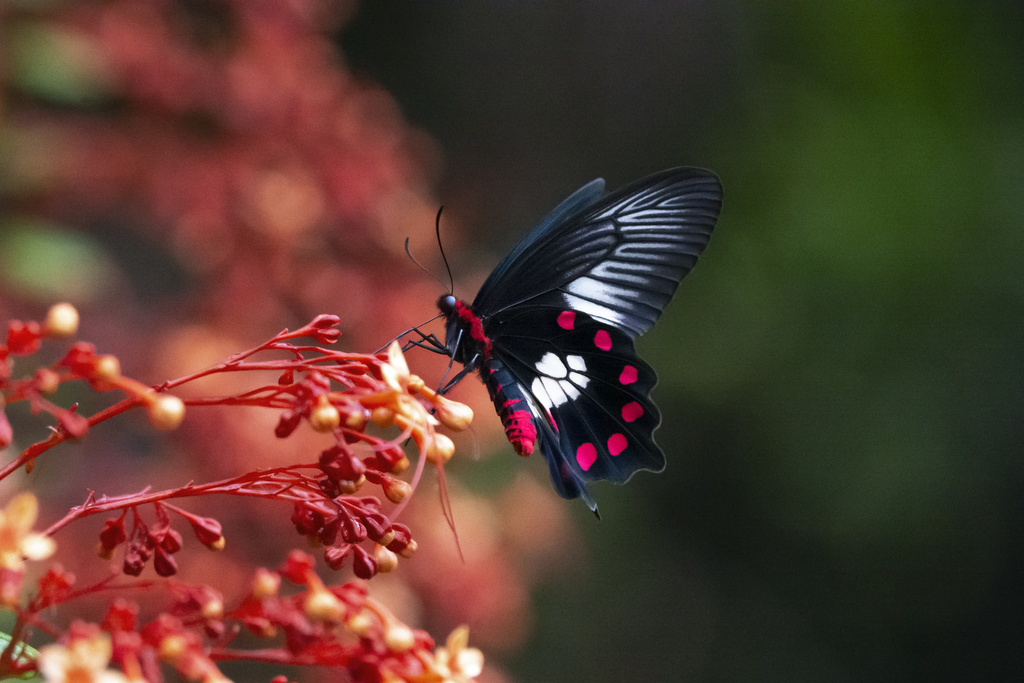 Red-bodied Swallowtail