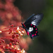 Red-bodied Swallowtail - Photo (c) Yi-Kai Tea, some rights reserved (CC BY-SA), uploaded by Yi-Kai Tea
