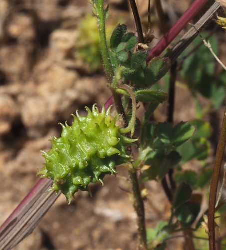Medicago murex iNat (3)