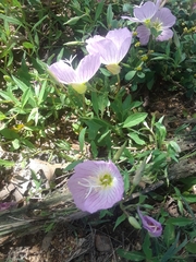 Oenothera speciosa