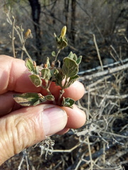 Ruellia hirsutoglandulosa