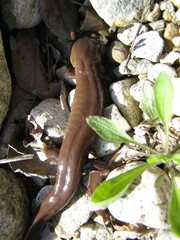 Shangcheng Salamander photo 5
