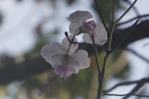 Foto de Orquídea-borboleta