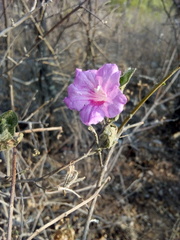 Ruellia hirsutoglandulosa