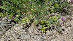 Astragalus lentiginosus diphysus