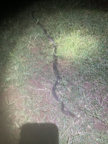 Olive Python sighting